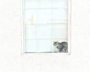 Cat sitting on window sill