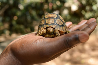 Close-up of hand holding turtle