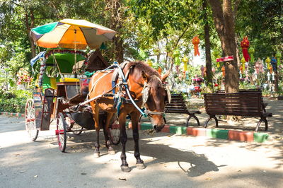 Horse cart on street in city