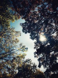 Low angle view of trees against sky