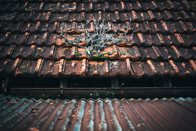 Close-up of roof