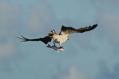 Low angle view of eagle flying against clear sky