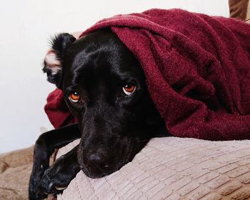 Close-up portrait of black dog relaxing at home with scarf