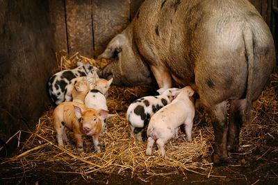 Piglets and pig feeding in stable