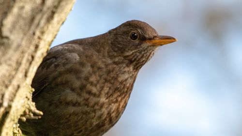 Low angle view of bird perching on a tree