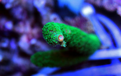 Close-up of green caterpillar