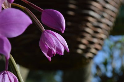 Close-up of purple flower blooming outdoors