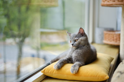 Portrait of a beautiful gray cat lying on pillow and looking out the window