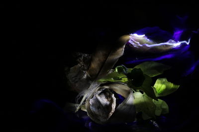 Close-up of rose against black background