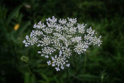 Close-up of white flowering plant