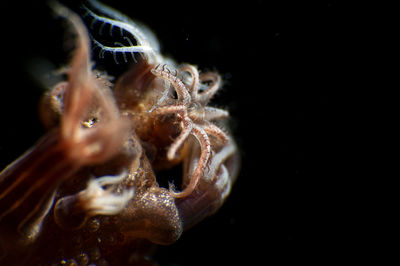 Close-up of spider against black background