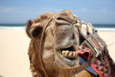 Close-up of camel on beach