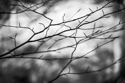 Low angle view of bare branches against sky