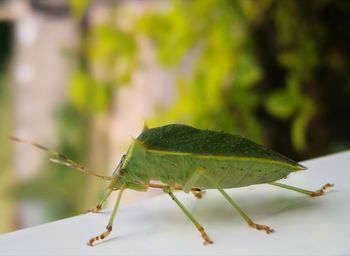 Close-up of green insect