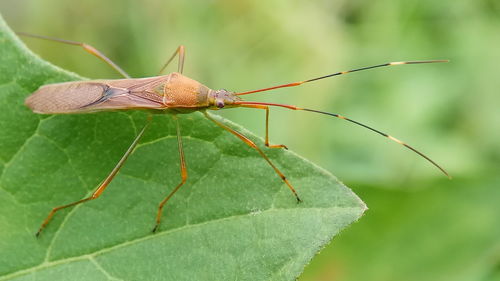 Close-up of insect on leaf