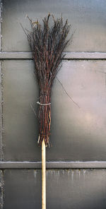 Close-up of dry plant against wall