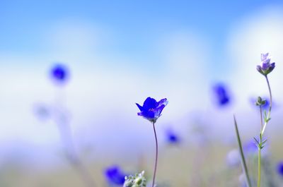 Close-up of blue flowers against sky