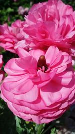 Close-up of pink flower blooming outdoors