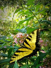 Close-up of butterfly perching on plant