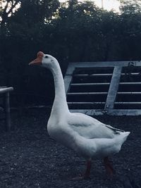 White swan perching on a tree