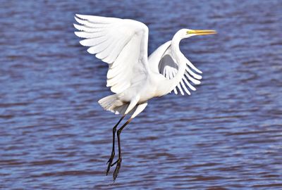 Egret in lake