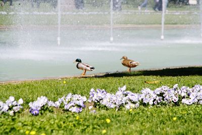 Birds perching on grass by water