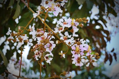 Close-up of cherry blossoms in spring