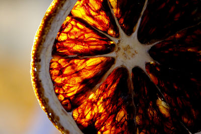Close up of leaf