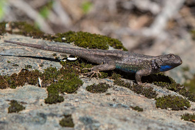 Side view of lizard on rock