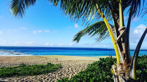 Plants and palm tree at beach