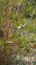 Close-up of plants