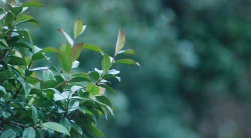 Close-up of flowering plant