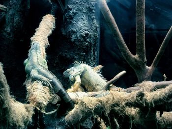 Close-up of monkey on tree