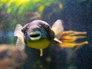 Close-up of fish swimming in aquarium