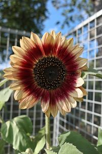 Close-up of flower against blurred background