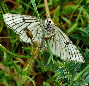 Close-up of butterfly on plant