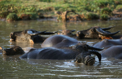 Buffaloes relaxing in river