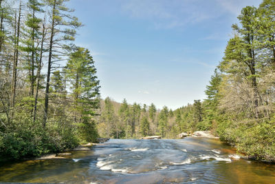 Scenic view of river amidst trees against sky