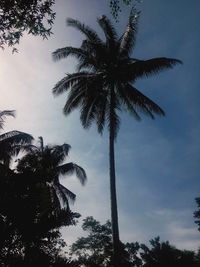 Low angle view of palm trees