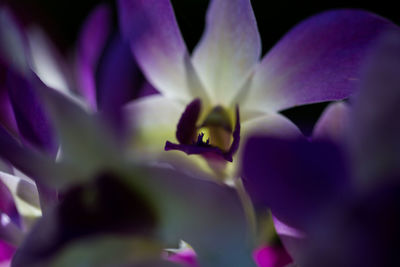 Close-up of purple flowering plant