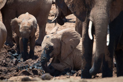 View of elephant family wallowing