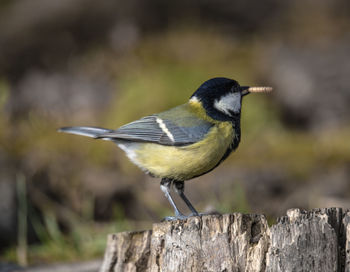 Close-up of bird perching on wood