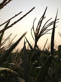 Low angle view of plants against sky at sunset