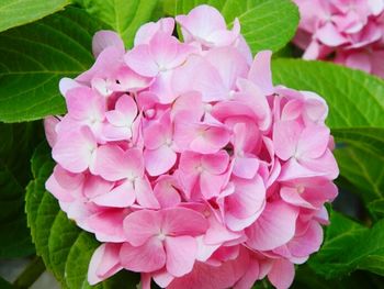 Close-up of pink flowers