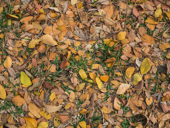 High angle view of dry leaves on field