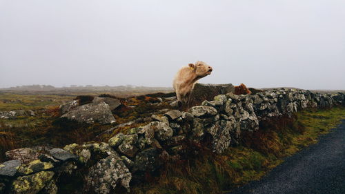 View of lizard on rock against sky