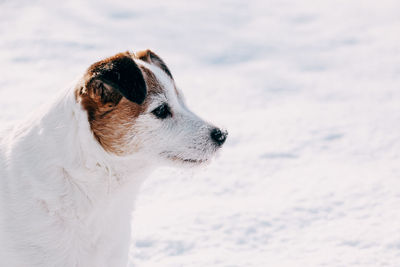 Close-up of a dog looking away