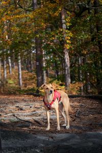 Portrait of dog in forest