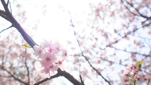 Low angle view of pink flowers blooming on tree