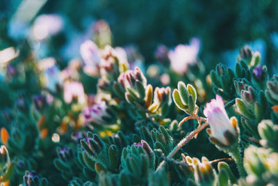 Close-up of flowers